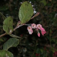 Vaccinium symplocifolium (D.Don ex G.Don) Alston